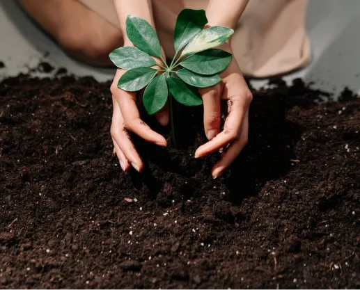 Environment by planting trees